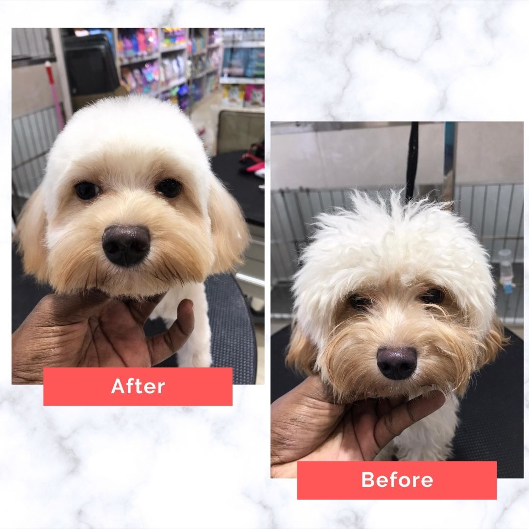 Maltipoo Dog Grooming Before and After